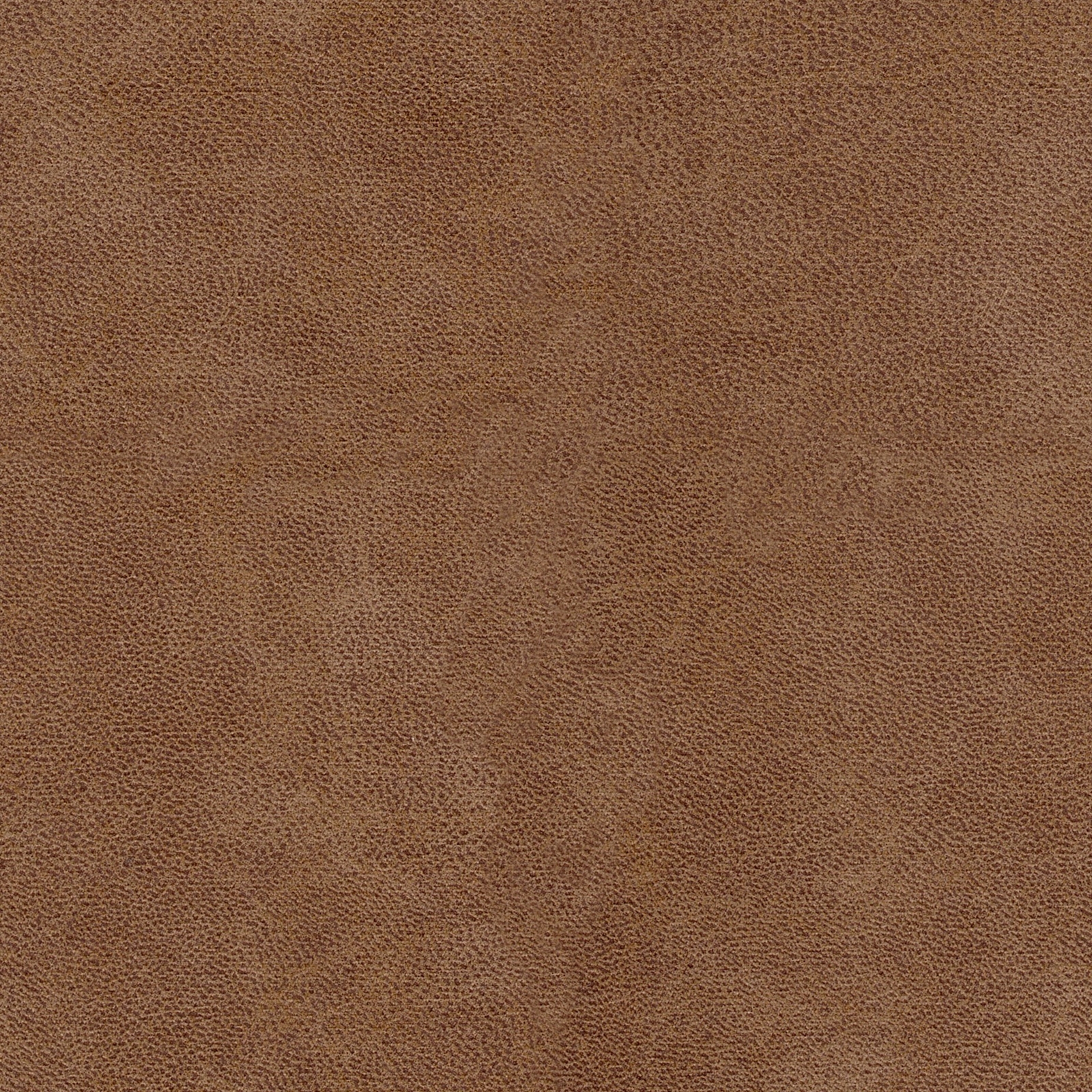 Categorie 2 Bull Camel